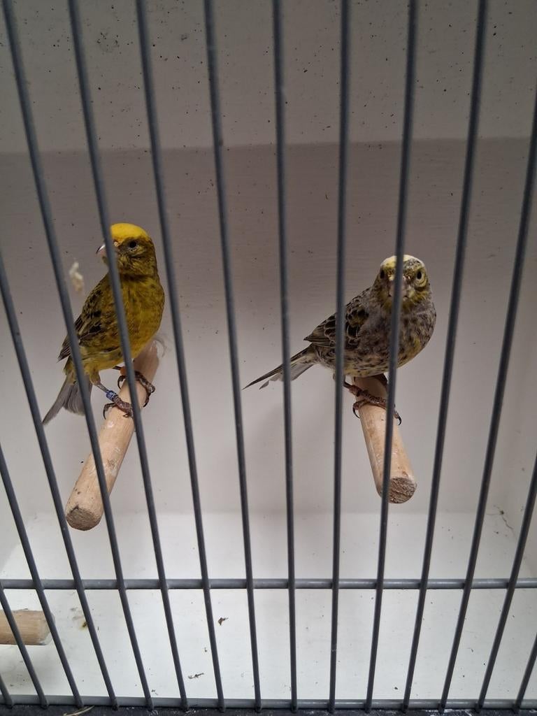 Mooi koppel lizard kanaries, Meerdere dieren, Kleurkanarie