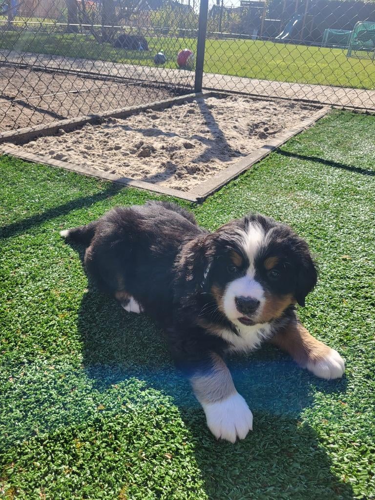 Raszuivere Berner Sennen pup met stamboom, Dieren en Toebehoren, Honden | Herdershonden en Veedrijvers, 8 tot 15 weken, Teef, Eén hond