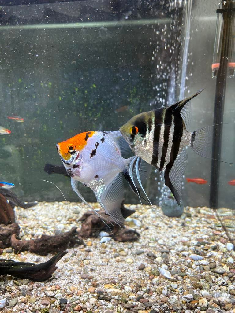 Maanvis koppel, Dieren en Toebehoren, Vis