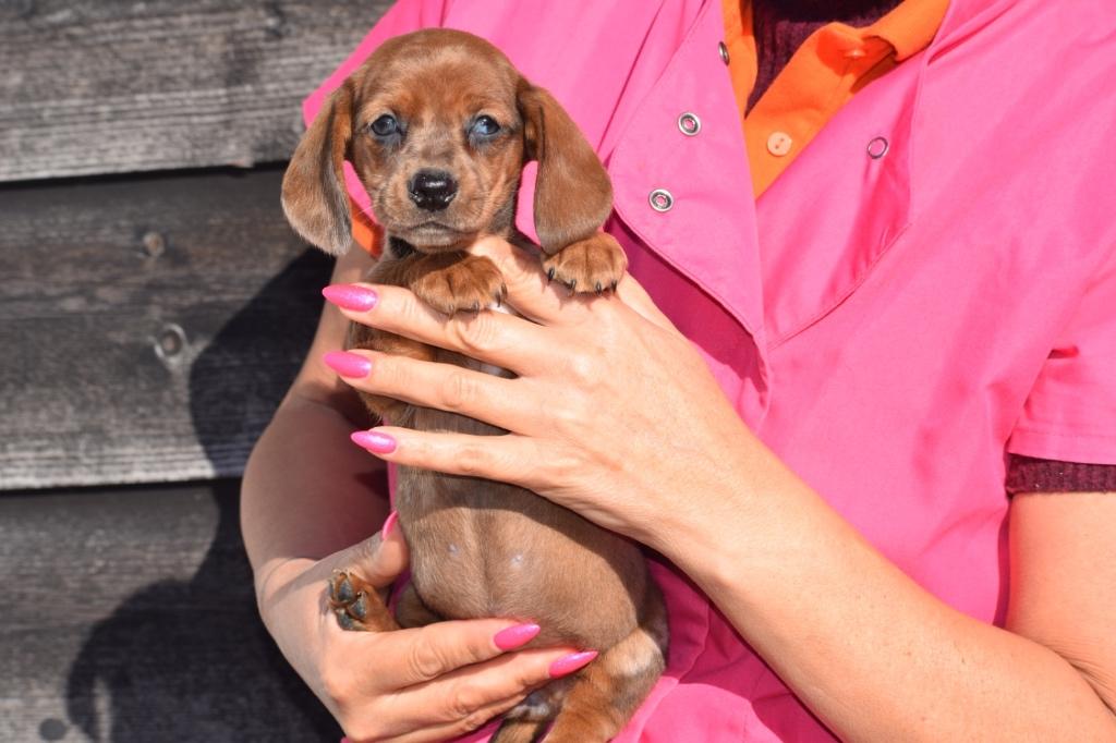 Teckel pups alle kleuren, België, 15 weken tot 1 jaar, Korthaar, Dwerg