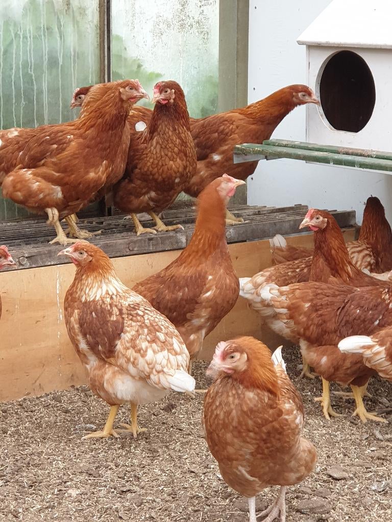 legkippen / leghennen, Dieren en Toebehoren, Pluimvee, Vrouwelijk, Kip