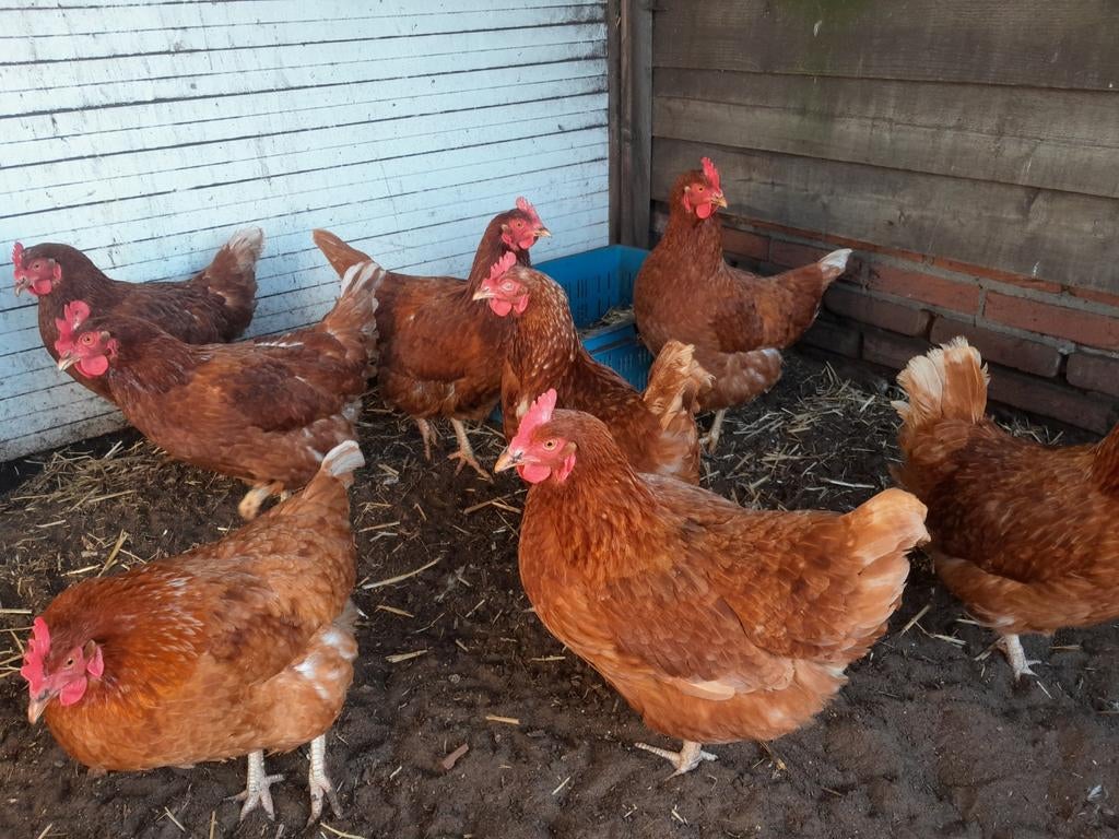 Prachtige goed leggende Isa Brown leghennen, Vrouwelijk, Kip