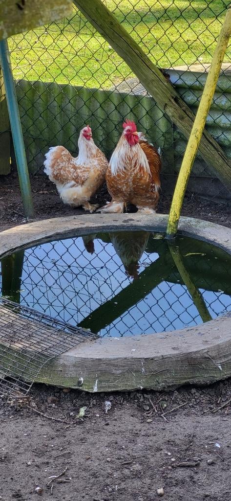 Cochin kriel okerwit gepareld, Dieren en Toebehoren, Pluimvee, Meerdere dieren, Kip