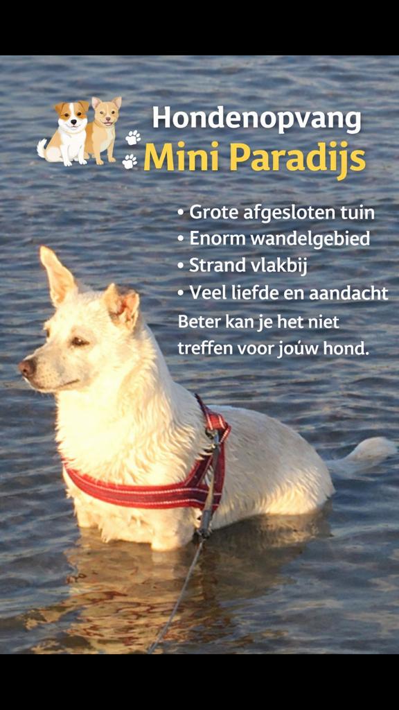 Honden opvang Mini paradijs 🧡, Diensten en Vakmensen, Dieren | Honden | Verzorging, Oppas en Les
