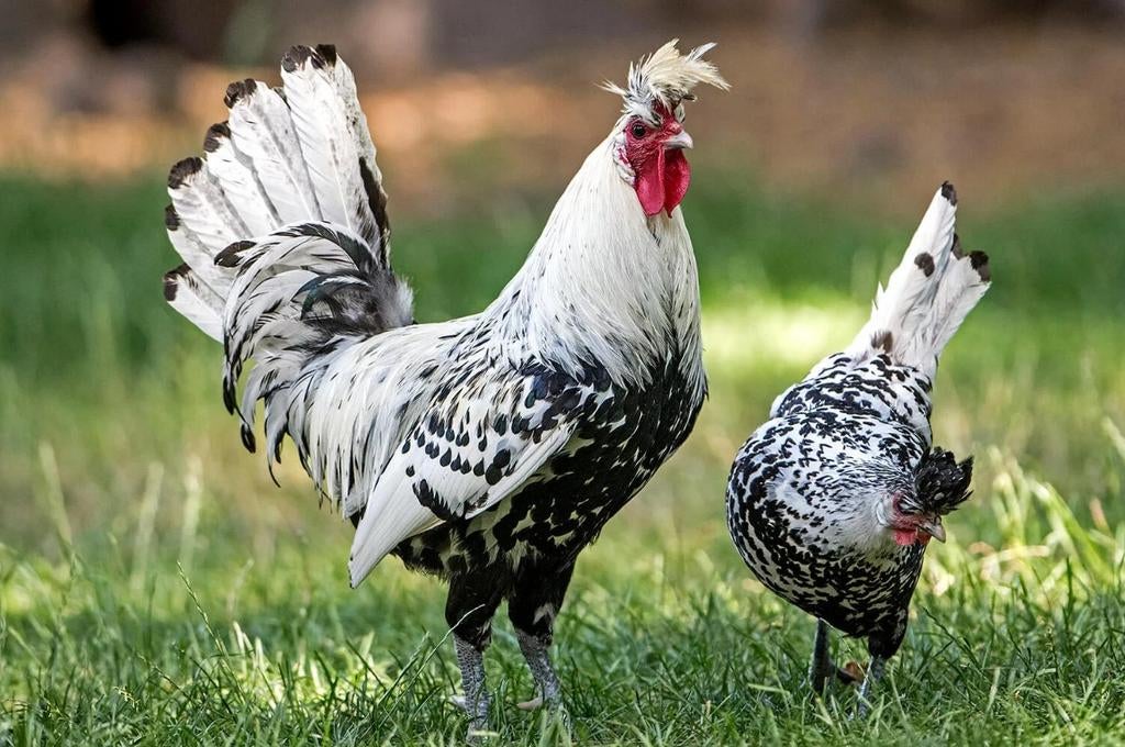 Gezocht appenzeller spitskuif, Meerdere dieren, Kip