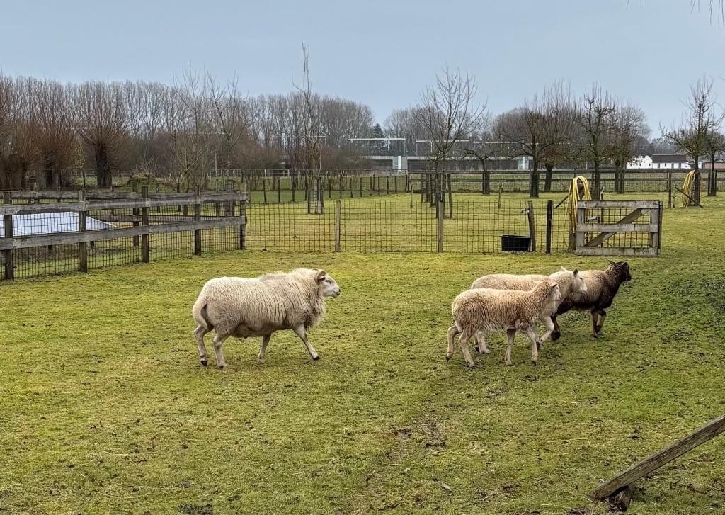 Wiltshire horn te huur of te koop, Mannelijk, Schaap, 0 tot 2 jaar