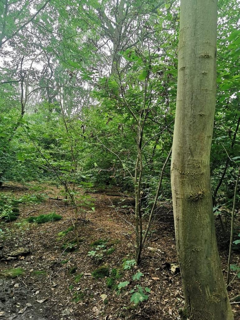 Bosperceel Limbrichterbos 2920m2, Ophalen of Verzenden