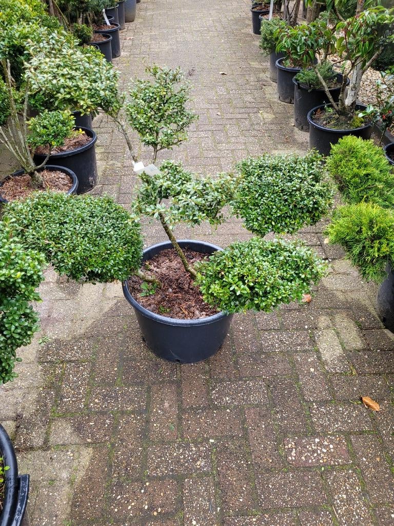 Diverse Ilex soorten vanaf 35€, Ophalen, Vaste plant, Overige soorten