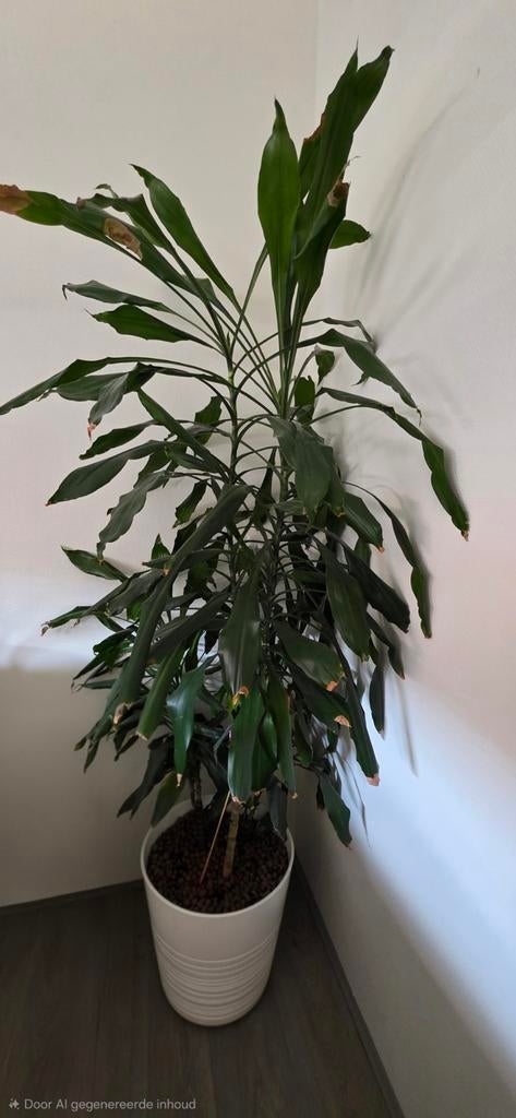Dracaena Fragrans Burundii met pot - Kamerplant, Ophalen, 100 tot 150 cm, Overige soorten, Halfschaduw