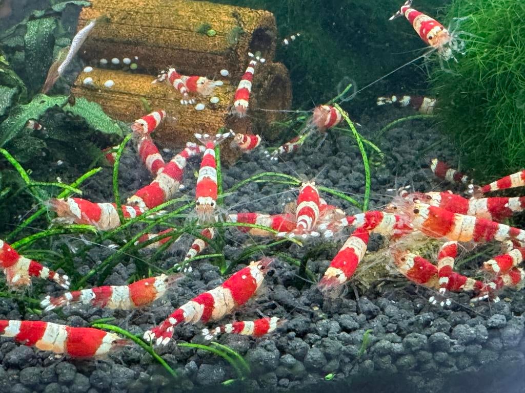 Chrystal Red Shrimps S/A grade / K4, Kreeft, Krab of Garnaal