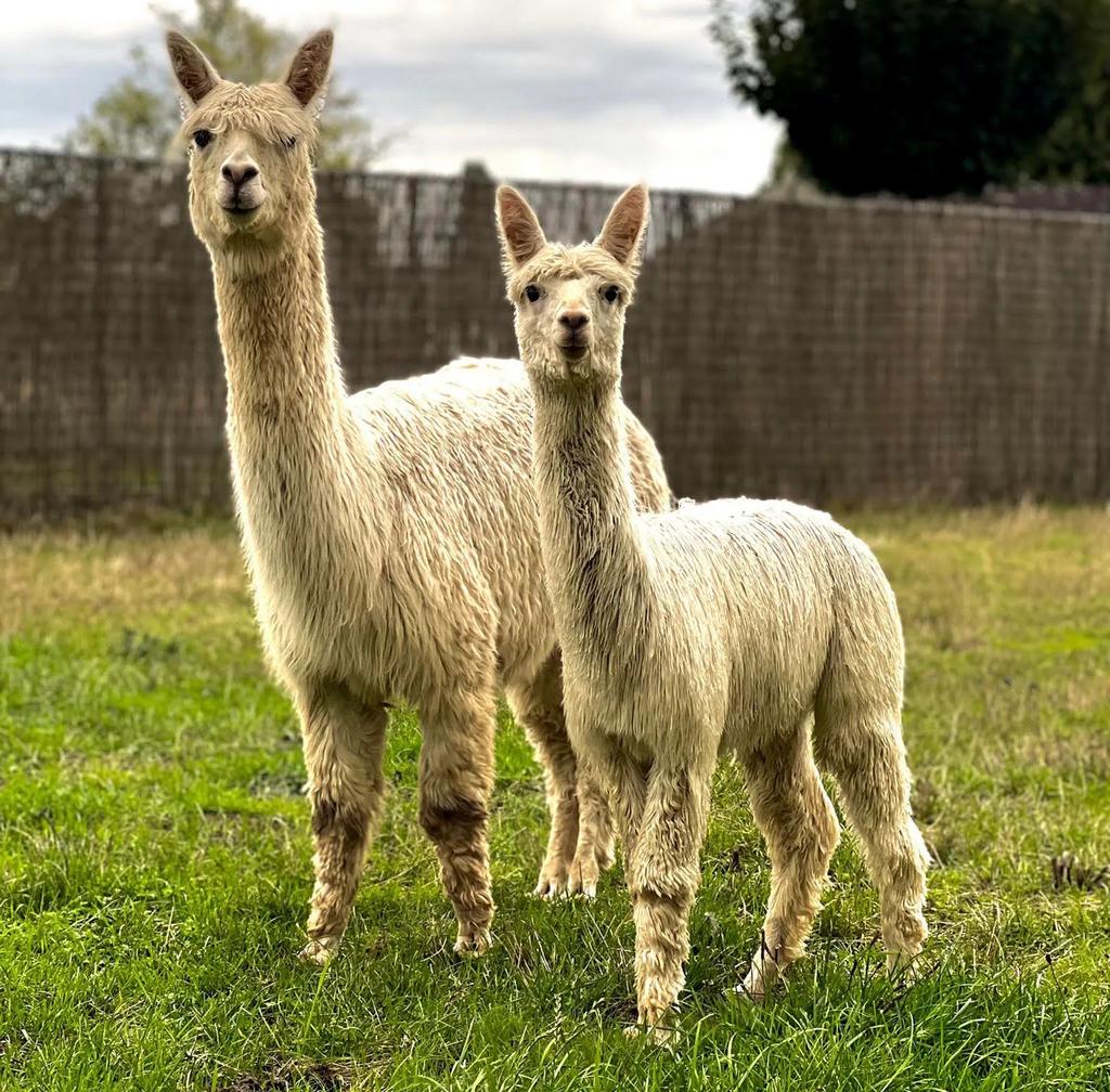 Alpaca scheerder gezocht, Dieren en Toebehoren, Overige Dieren, Mannelijk, Februari