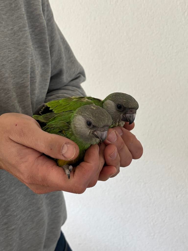 Tamme jonge bonte boer papegaai te koop, Geslacht onbekend, Papegaai, Geringd