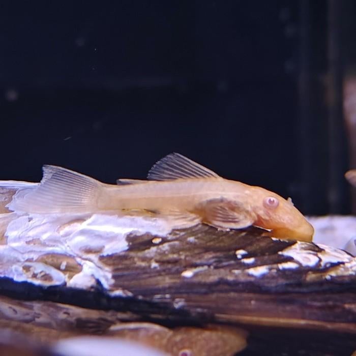 Ancistrus cf. cirrhosus, Vis