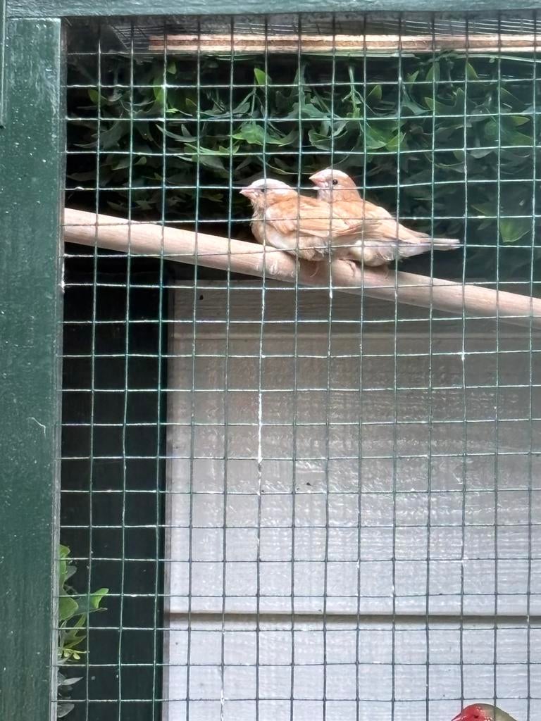 Japanse meeuwen te koop. Los of koppels, Meerdere dieren
