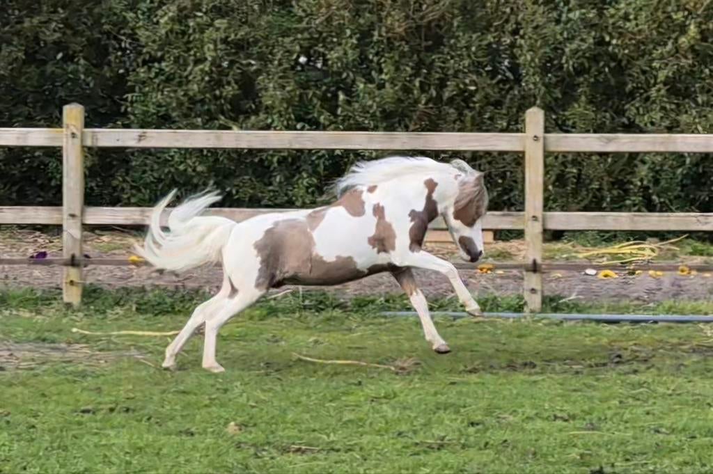 Mooie mini paarden ter dekking NMPRS en Falabella, Hengst