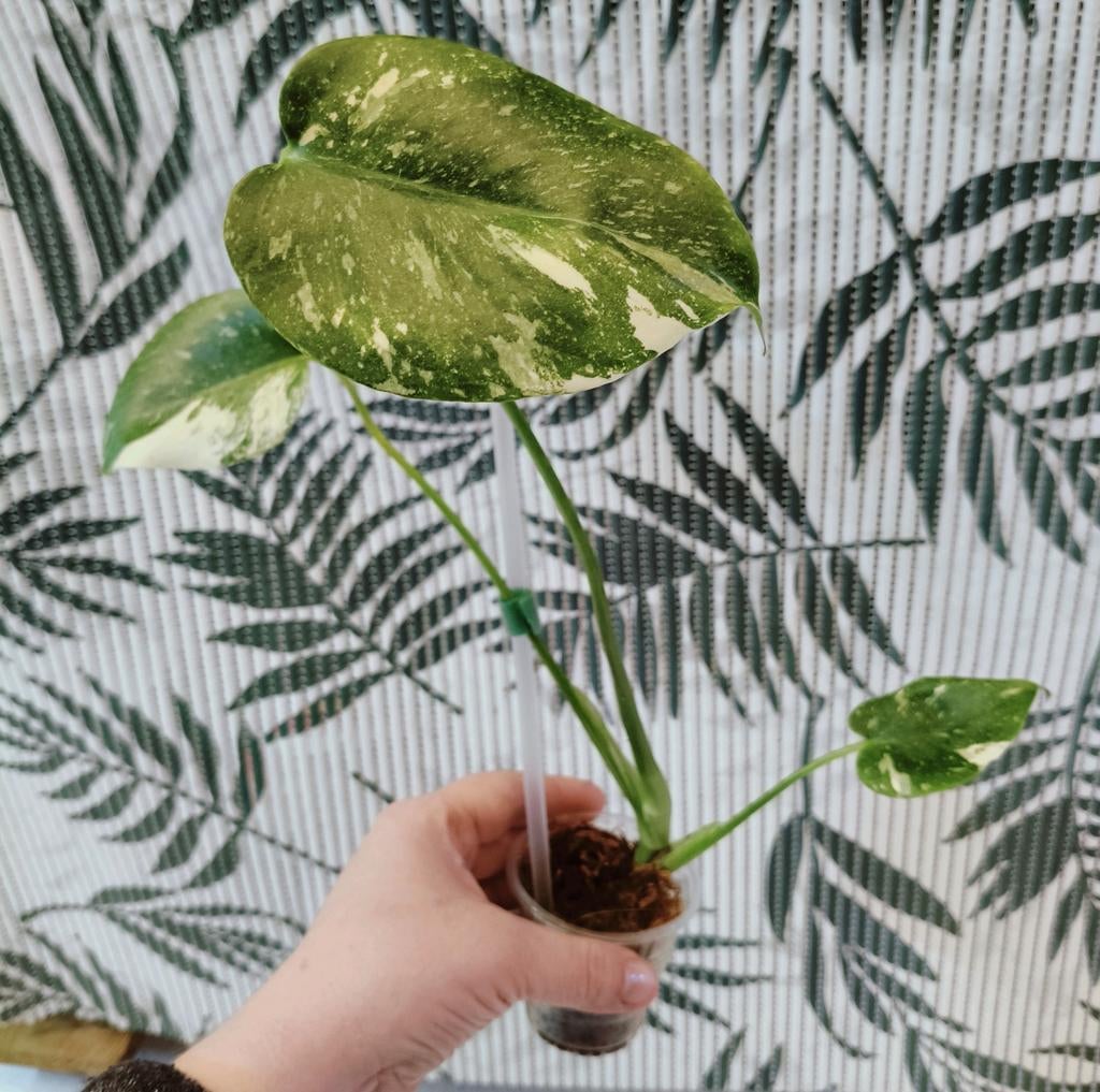Monstera thai constellation, Ophalen of Verzenden, Halfschaduw, Minder dan 100 cm
