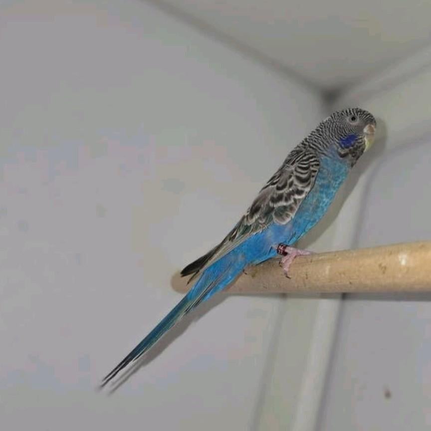 Koppel Blackface split Blackwing, Dieren en Toebehoren, Vogels | Parkieten en Papegaaien, Parkiet, Meerdere dieren, Geringd