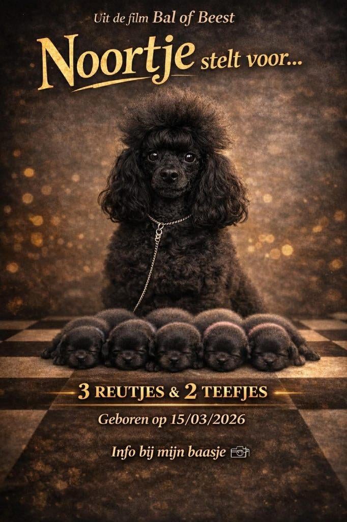 toypoedel pups fci stamboom, Poedel, Parvo, België, Fokker | Hobbymatig