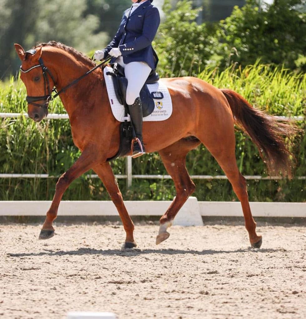 Elite sport dress Z2 merrie 2014 uit de Endy Stam, Dieren en Toebehoren, Merrie