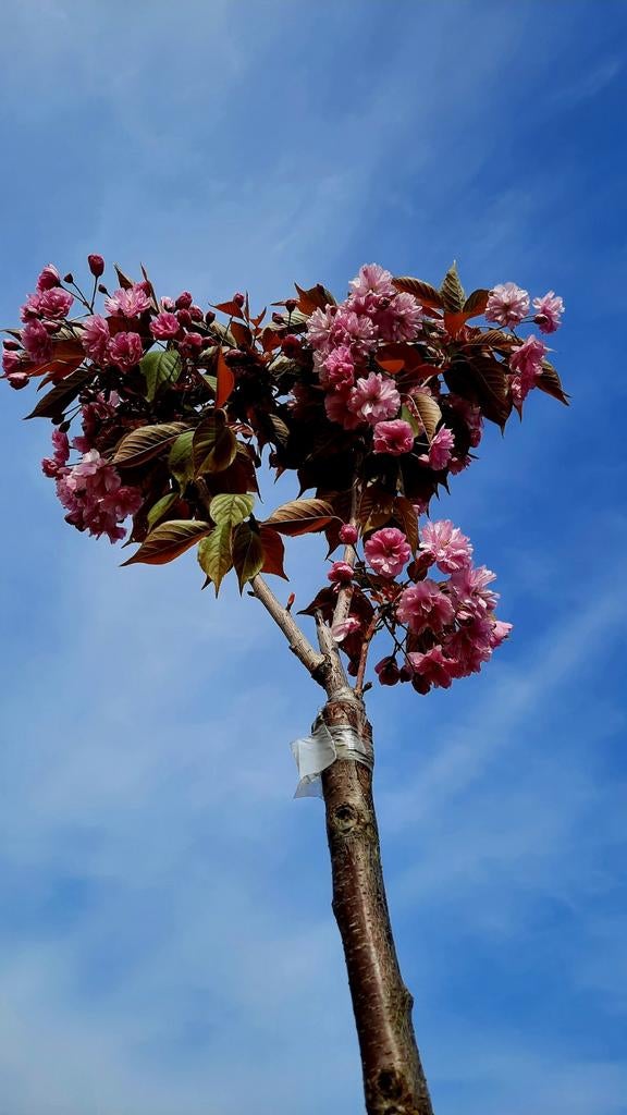 Prunus serrulata 'Kanzan' ️☘️🌸, Tuin en Terras, Planten | Bomen, Ophalen, Lente, Volle zon, Overige soorten