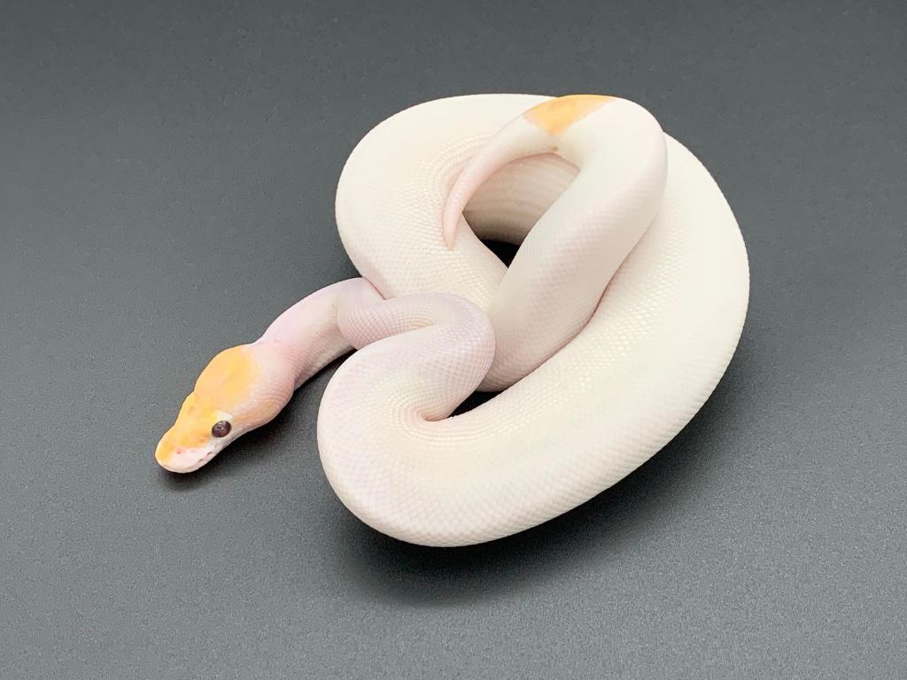 1.0 banana piebald python regius Reticulated Python - male for sale from DemonSnakes