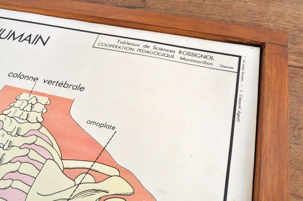Vintage schoolkaarten 22x wissellijst anatomie Rossignol, Ophalen of Verzenden, Natuur en Biologie