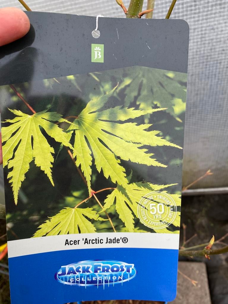 Acer artic jade (japanse esdoorn) # nieuw, Ophalen, Bloeit niet, Halfschaduw, Overige soorten