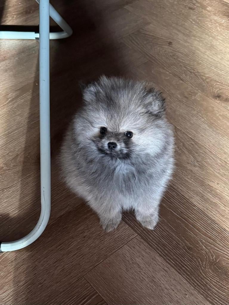 Pomeriaan pups met stamboom, Dieren en Toebehoren, Parvo, Overige rassen, 8 tot 15 weken, Meerdere