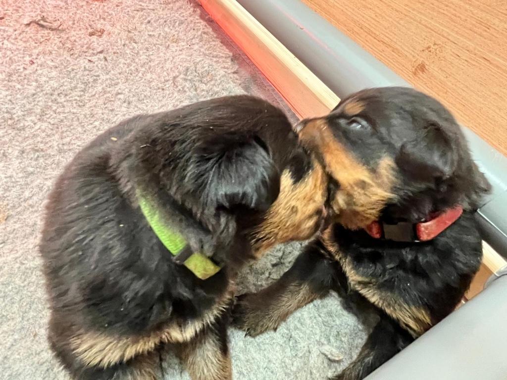 Rottweiler puppy’s, 8 tot 15 weken, Parvo, Meerdere, Meerdere dieren