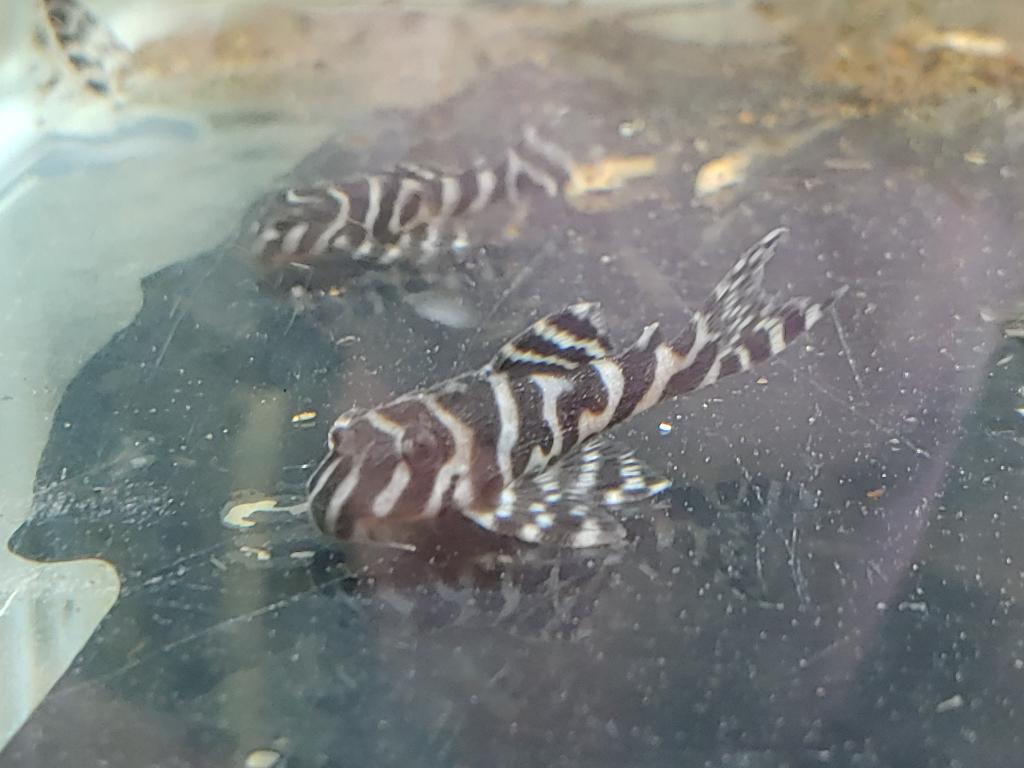 Hypancistrus sp. L333, Dieren en Toebehoren, Vis, Zoetwatervis