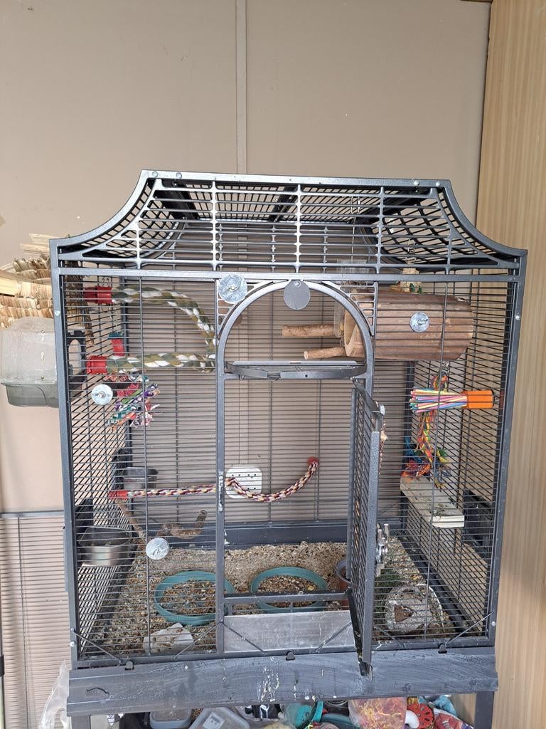 2 (half)tamme pyrrhura + eventueel kooi, Dieren en Toebehoren, Vogels | Parkieten en Papegaaien, Meerdere dieren, Parkiet, Tam