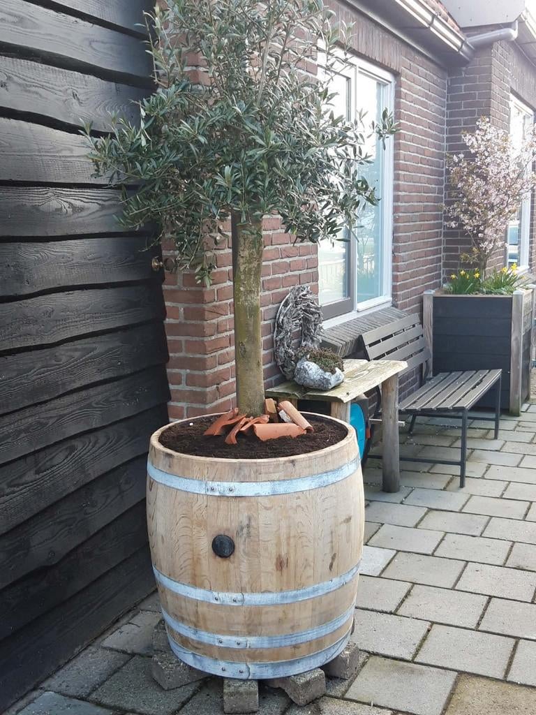 Eikenhouten Olijfboombak palmboombakken, Tuin en Terras, Ophalen, Volle zon, Overige soorten