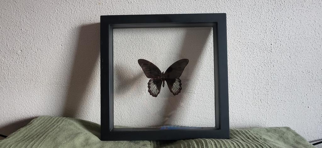 Papilio rumanzovia vlinder in zwart houten doorkijk lijst, Ophalen, Minder dan 50 cm, Nieuw, Minder dan 50 cm