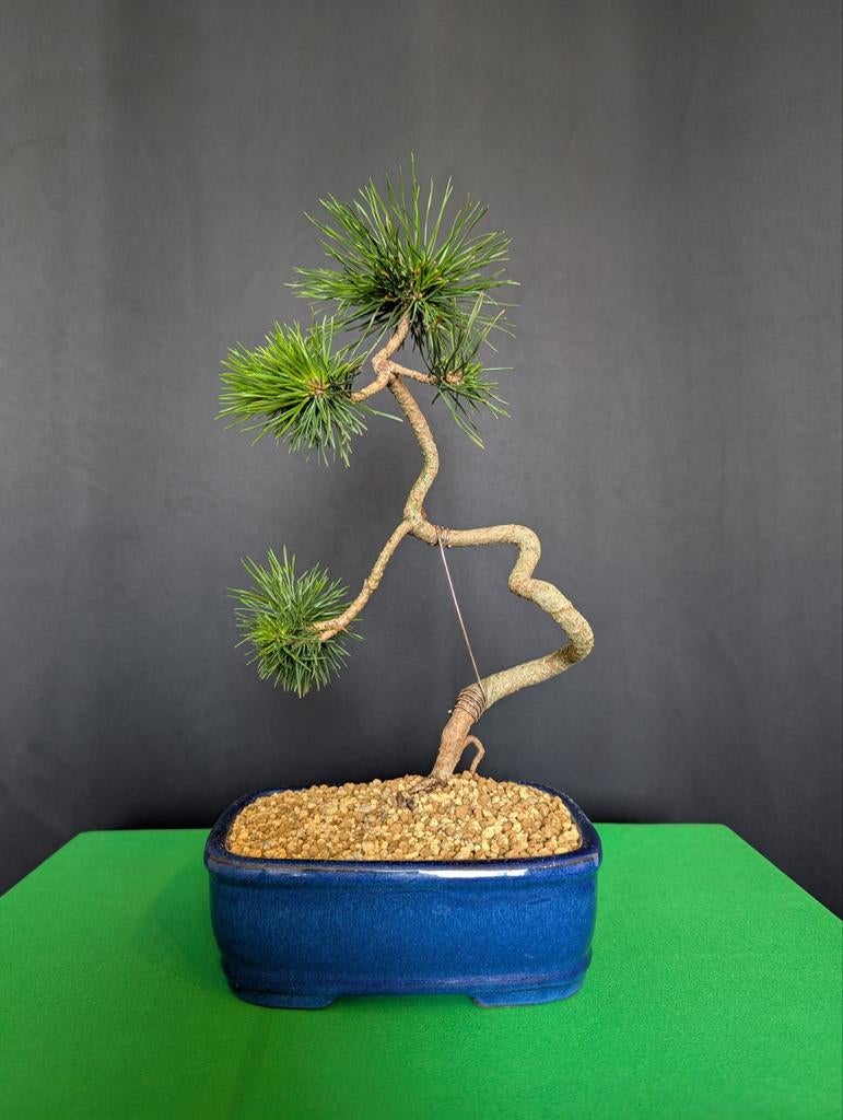 Pinus Sylvestris Bonsai, Ophalen, Bloeit niet, Halfschaduw, Overige soorten