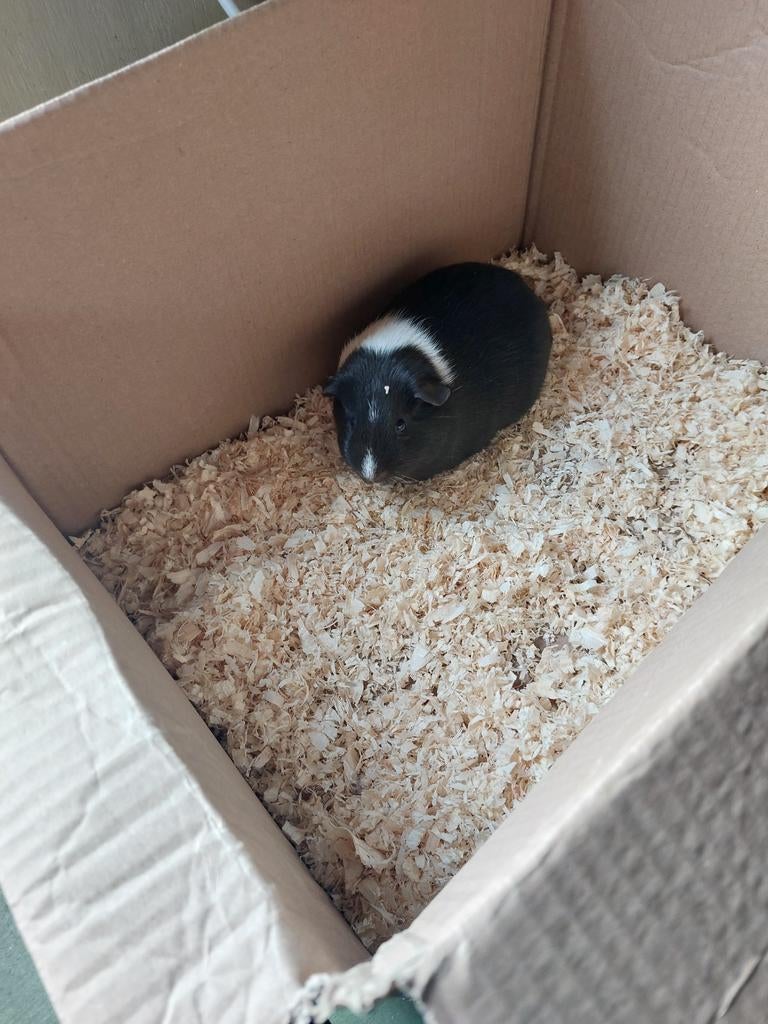 Een mooie cavia is een mannetje, Dieren en Toebehoren, Vogels | Overige Vogels, Mannelijk, Tam