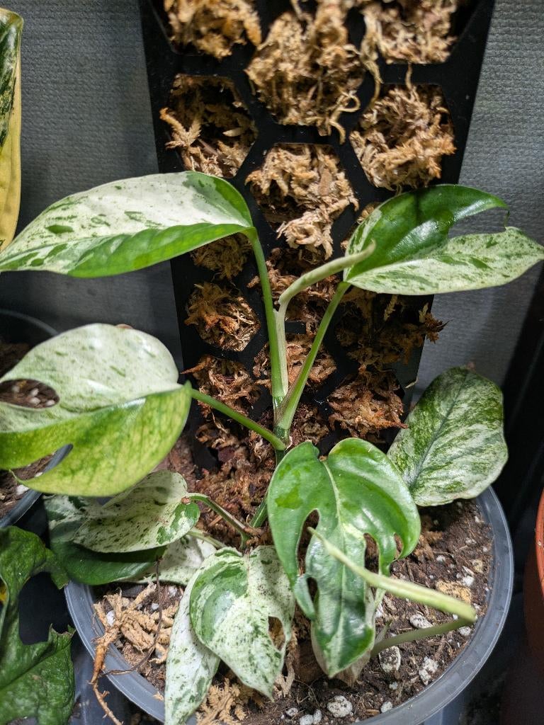 Epipremnum Pinnatum Marble Variegata stek, Huis en Inrichting, Kamerplanten, Ophalen of Verzenden, Halfschaduw, Minder dan 100 cm