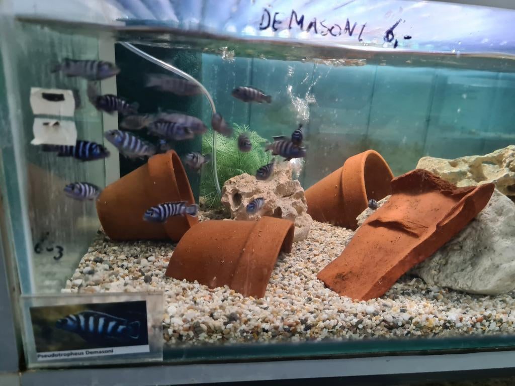 Pseudotropheus Demasoni Malawi Cichliden, Vis, Zoetwatervis