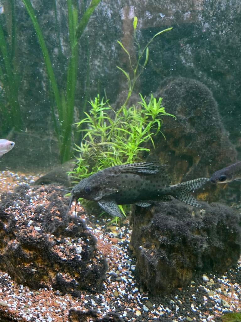 Synodontis Eupterus 1 stuks, Dieren en Toebehoren, Vis