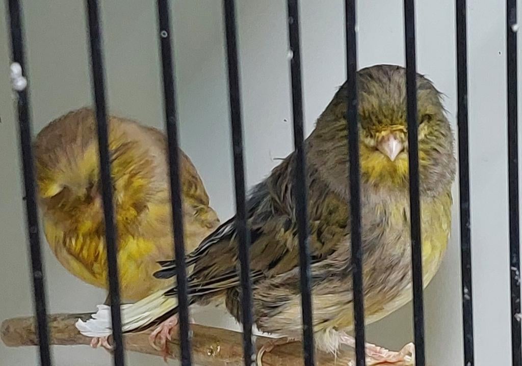 2x gloster pop, Vrouwelijk, Postuurkanarie