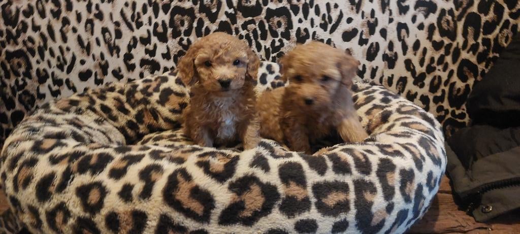 De allerliefste poedel puppys, Dieren en Toebehoren, Overige rassen, 8 tot 15 weken, Meerdere, Meerdere dieren