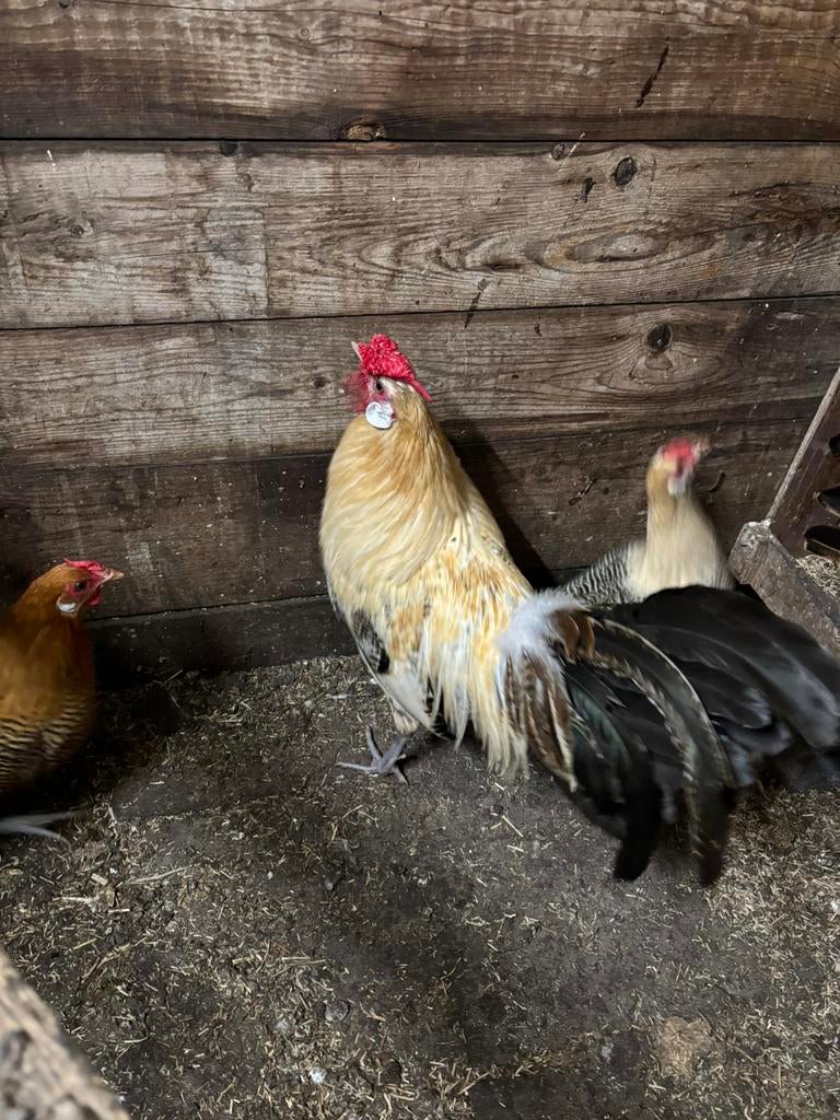 Broedeieren Hollandse hoen goudpel citroenpel goudpellen, Geslacht onbekend, Kip