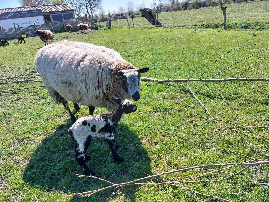 Mooi bont schaap met ooilam, Dieren en Toebehoren, Schapen, Geiten en Varkens, Vrouwelijk, Schaap