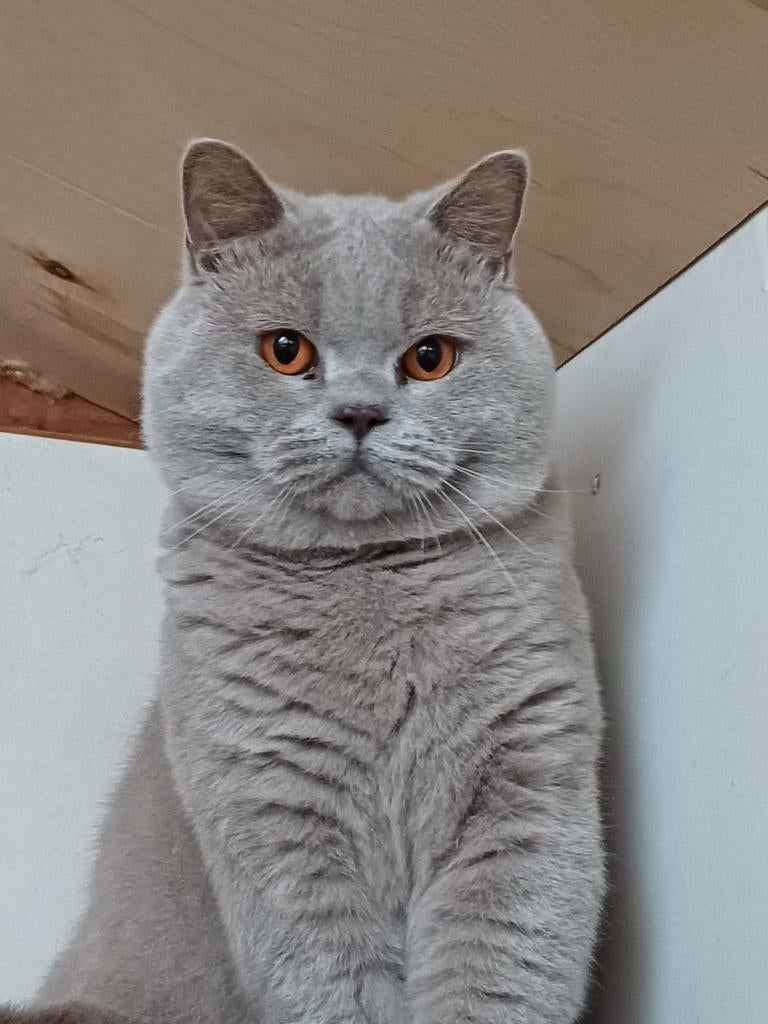 Prachtige Dekkater ter dekking (Niet te koop), Dieren en Toebehoren, 0 tot 2 jaar