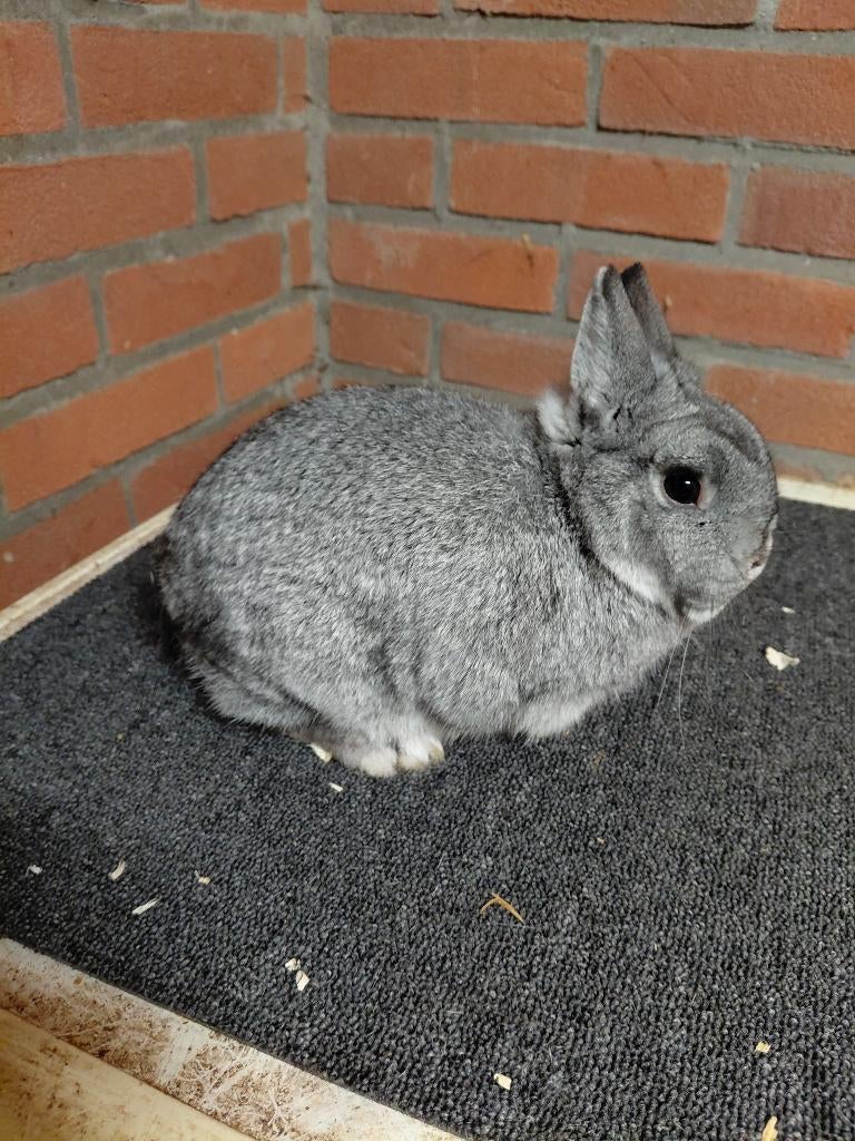 Kleurdwerg chinchilla, Vrouwelijk, Dwerg, 0 tot 2 jaar