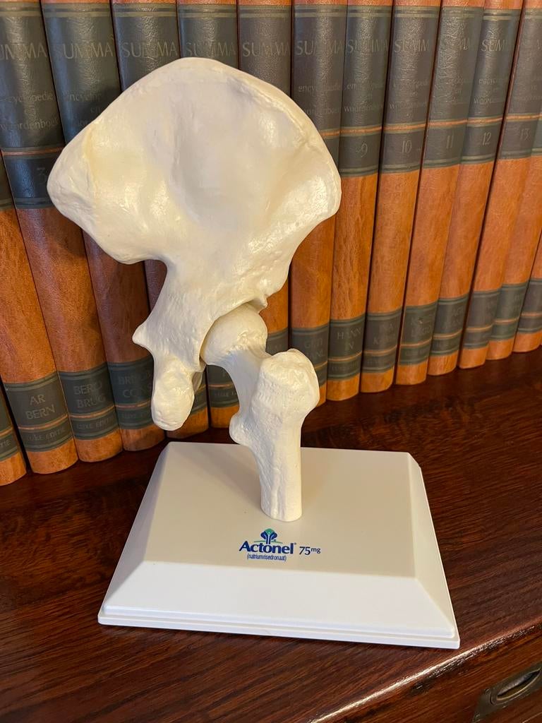 Mooi anatomisch model heup/bekken, Ophalen of Verzenden