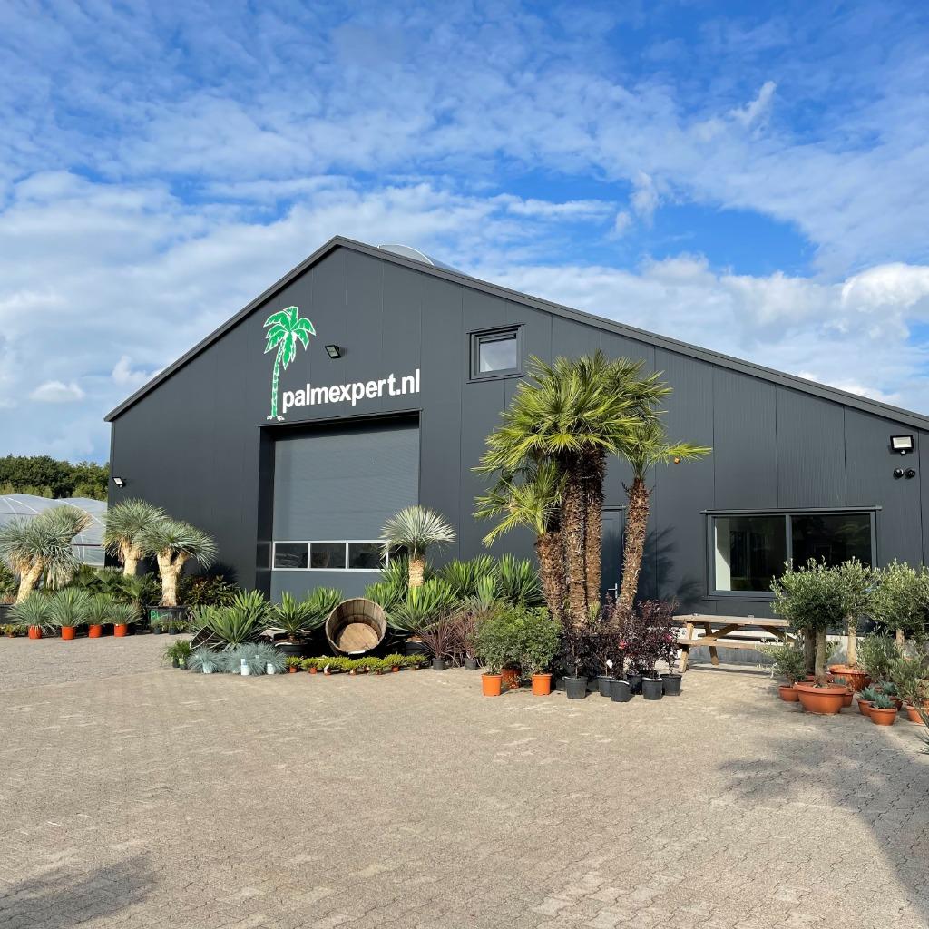 Mediterrane / tropische bomen en planten te koop, Tuin en Terras, Planten | Bomen, Ophalen of Verzenden, In pot, Olijfboom, 100 tot 250 cm