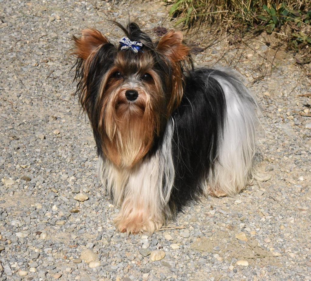 Yorkshire Terrier Stud Dog Biewer goedgekeurde hond & meervo, Dieren en Toebehoren, Honden | Dekreuen, Fokker | Hobbymatig, Reu