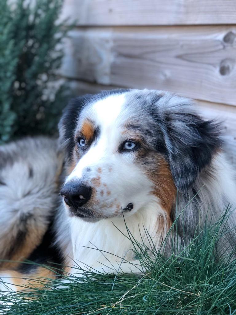 Dekreu aangeboden Australische Herder Blue Merle, 6 jaar of ouder, Reu, Parvo, Eén hond