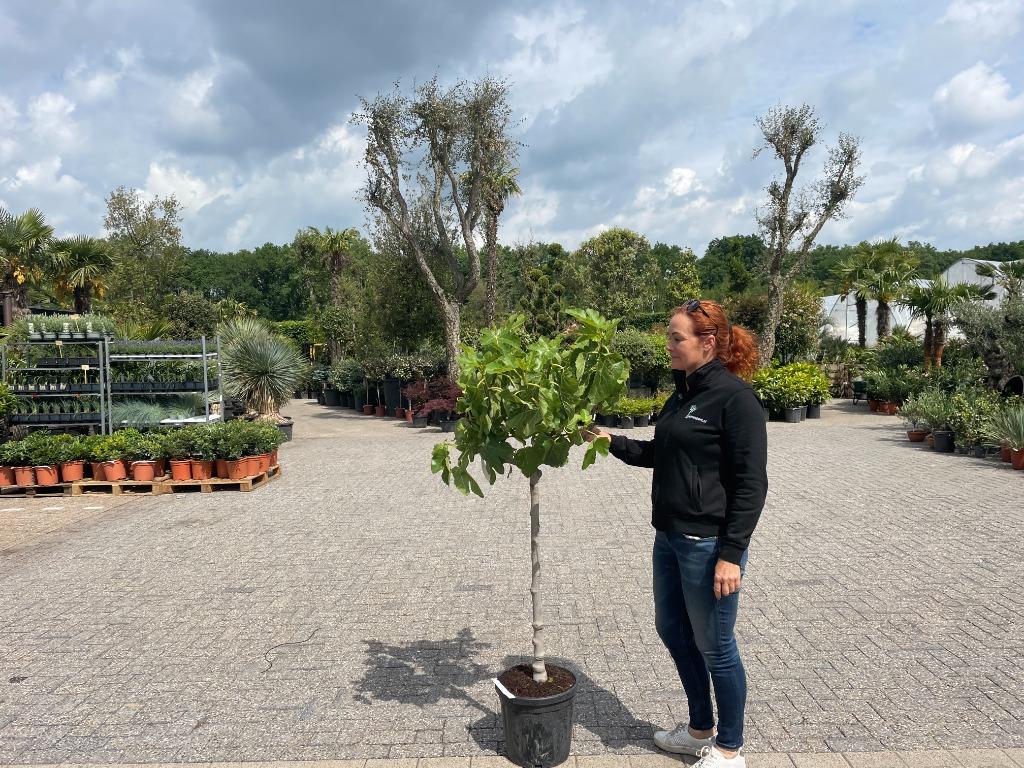 Vijgenboom / Vijgenbomen / Ficus carica in diverse maten, 100 tot 250 cm, Zomer, Volle zon, In pot