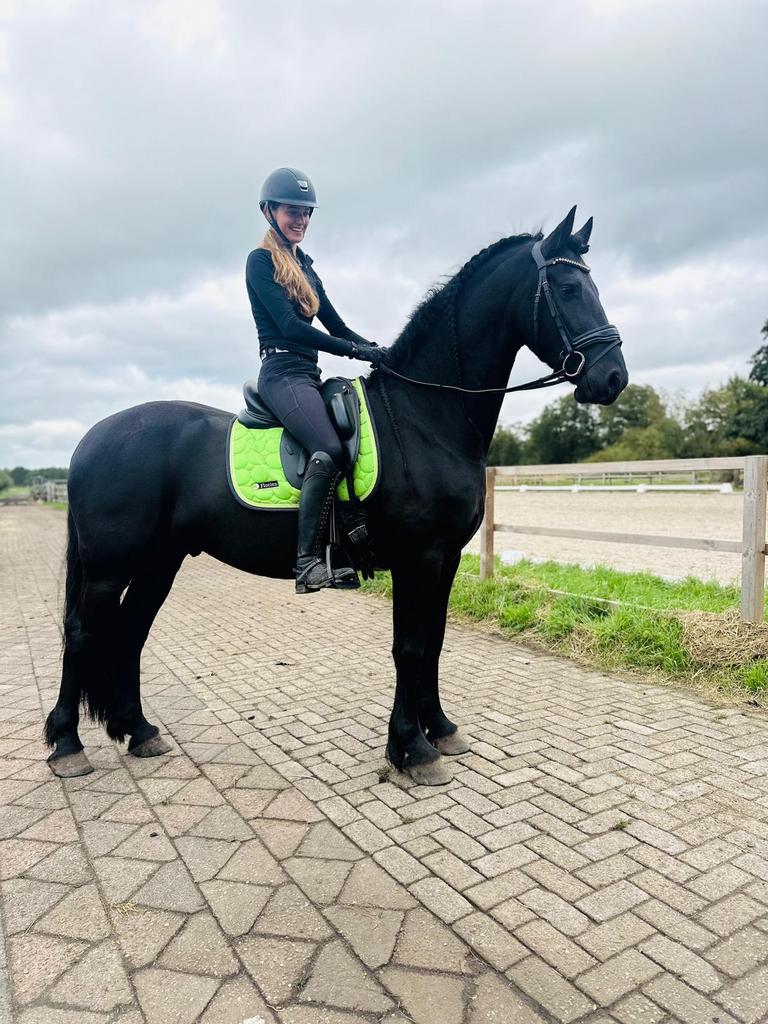 Kwalitatief goede Friese merries en hengsten/ruinen, Dieren en Toebehoren, Paarden, Met stamboom, Dressuurpaard, 3 tot 6 jaar